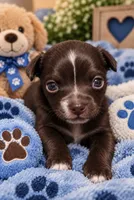 Midnight- Chocolate Male, a male Chihuahua for sale in Andalusia, AL – 8 of 10
