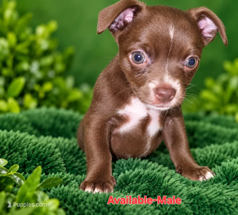 Midnight – Chihuahua puppy for sale in Andalusia, AL