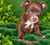 Midnight- Chocolate Male, a male Chihuahua for sale in Andalusia, AL – 3 of 10