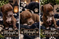 Midnight- Chocolate Male, a male Chihuahua for sale in Andalusia, AL – 6 of 10