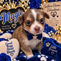 Magic-Long Hair Male, a male Chihuahua for sale in Andalusia, AL – 7 of 10