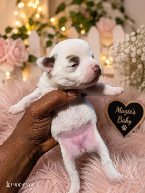 Majesty – Chihuahua puppy for sale in Andalusia, AL