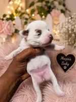Majesty, a female Chihuahua for sale in Andalusia, AL – 1 of 7