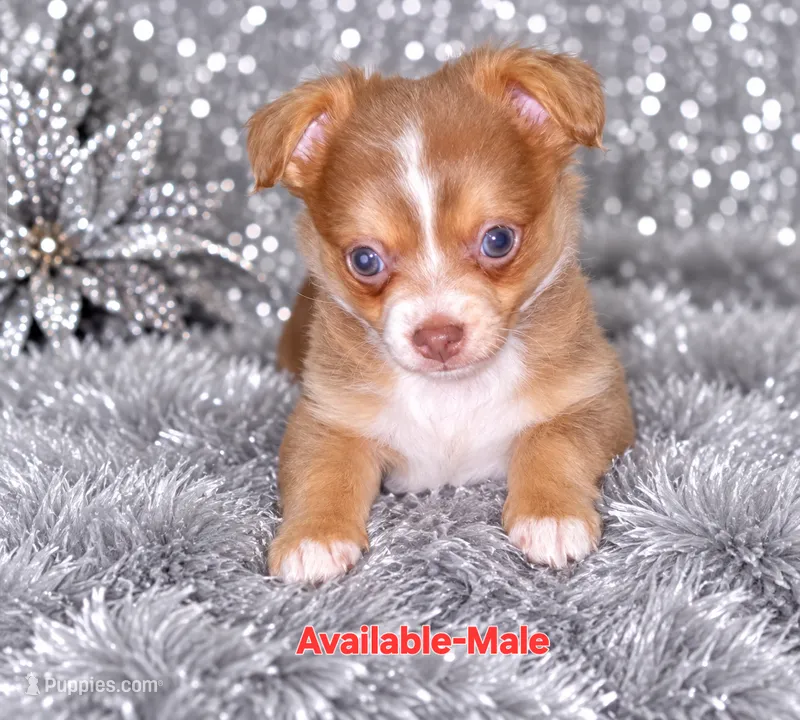 Magic – Chihuahua puppy for sale in Andalusia, AL