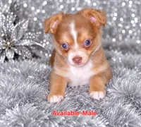 Magic-Long Hair Male, a male Chihuahua for sale in Andalusia, AL – 3 of 10