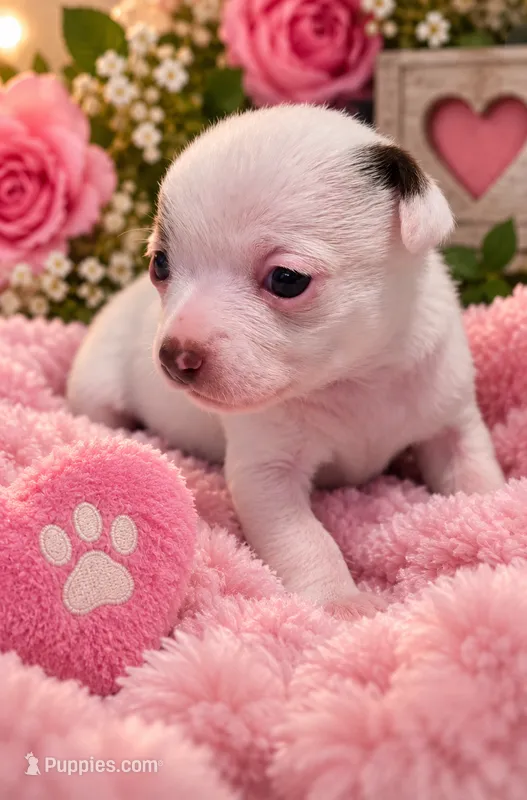 Majesty – Chihuahua puppy for sale in Andalusia, AL