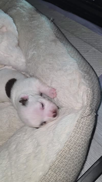 Majesty, a female Chihuahua for sale in Andalusia, AL – 7 of 7