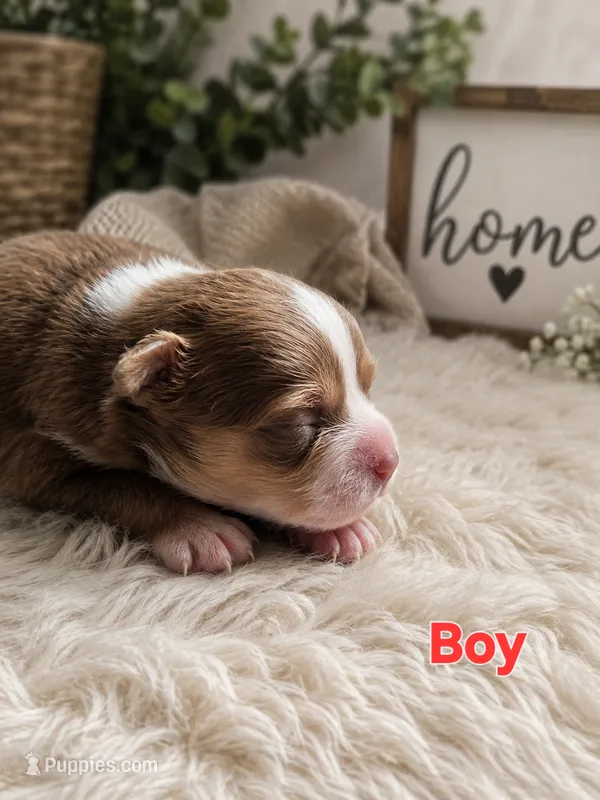 Magic – Chihuahua puppy for sale in Andalusia, AL