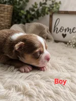 Magic, a male Chihuahua for sale in Andalusia, AL – 1 of 4