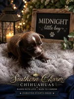 Midnight, a male Chihuahua for sale in Andalusia, AL – 2 of 4