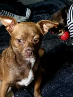 Majesty, a female Chihuahua for sale in Andalusia, AL – 3 of 7
