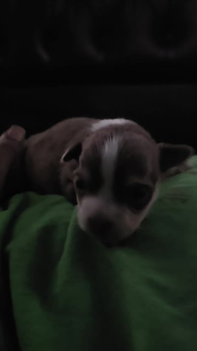 Magic, a male Chihuahua for sale in Andalusia, AL – 4 of 4