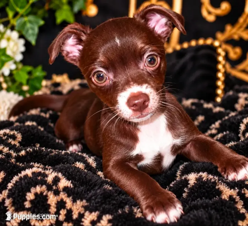 Midnight- Chocolate Male – Chihuahua puppy for sale in Andalusia, AL