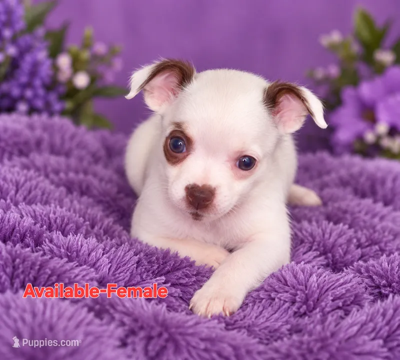Majesty – Chihuahua puppy for sale in Andalusia, AL