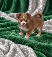 Magic-Long Hair Male, a male Chihuahua for sale in Andalusia, AL – 1 of 10