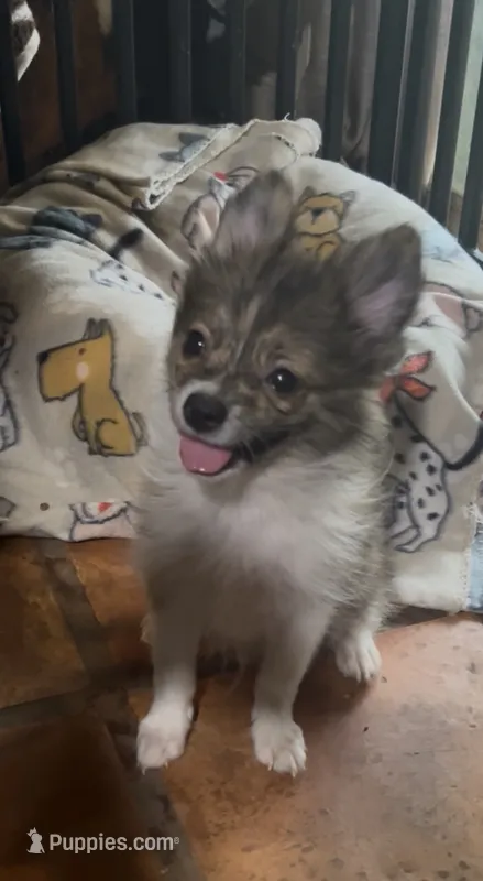 Boris – Pomeranian, Pomchi puppy for sale in Port Charlotte, FL