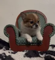 Henrietta, a female Pomeranian and Pomchi for sale in Port Charlotte, FL – 3 of 9