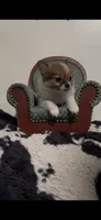Henrietta, a female Pomeranian and Pomchi for sale in Port Charlotte, FL – 9 of 9