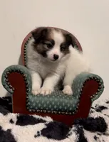 Johnny, a male Pomeranian and Pomchi for sale in Port Charlotte, FL – 4 of 9