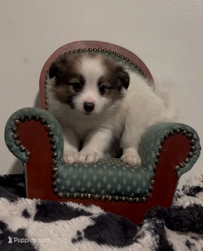 Johnny – Pomeranian, Pomchi puppy for sale in Port Charlotte, FL