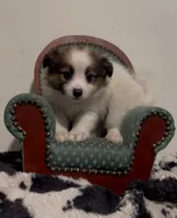 Johnny, a male Pomeranian and Pomchi for sale in Port Charlotte, FL – 1 of 9