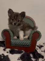 Boris, a male Pomeranian and Pomchi for sale in Port Charlotte, FL – 5 of 7