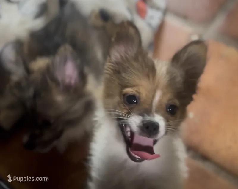 Henrietta – Pomeranian, Pomchi puppy for sale in Port Charlotte, FL