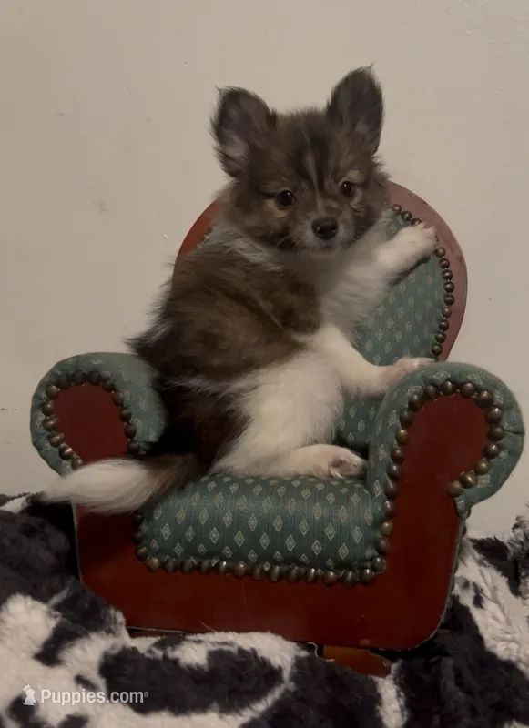 Boris – Pomeranian, Pomchi puppy for sale in Port Charlotte, FL