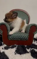 Henrietta, a female Pomeranian and Pomchi for sale in Port Charlotte, FL – 7 of 9