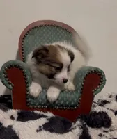 Johnny, a male Pomeranian and Pomchi for sale in Port Charlotte, FL – 6 of 9