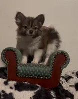 Boris, a male Pomeranian and Pomchi for sale in Port Charlotte, FL – 2 of 7