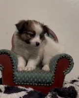 Johnny, a male Pomeranian and Pomchi for sale in Port Charlotte, FL – 3 of 9