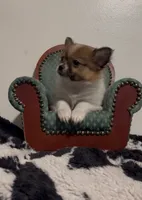 Henrietta, a female Pomeranian and Pomchi for sale in Port Charlotte, FL – 5 of 9