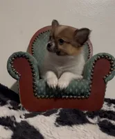 Henrietta, a female Pomeranian and Pomchi for sale in Port Charlotte, FL – 2 of 9