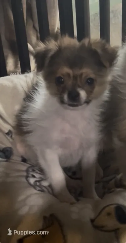 Beau – Pomeranian, Pomchi puppy for sale in Port Charlotte, FL