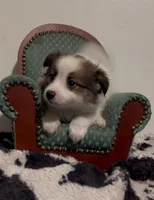 Johnny, a male Pomeranian and Pomchi for sale in Port Charlotte, FL – 2 of 9