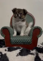 Beau, a male Pomeranian and Pomchi for sale in Port Charlotte, FL – 7 of 8