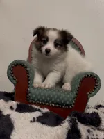 Johnny, a male Pomeranian and Pomchi for sale in Port Charlotte, FL – 9 of 9