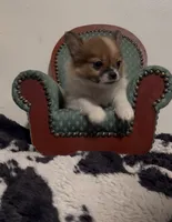Henrietta, a female Pomeranian and Pomchi for sale in Port Charlotte, FL – 8 of 9
