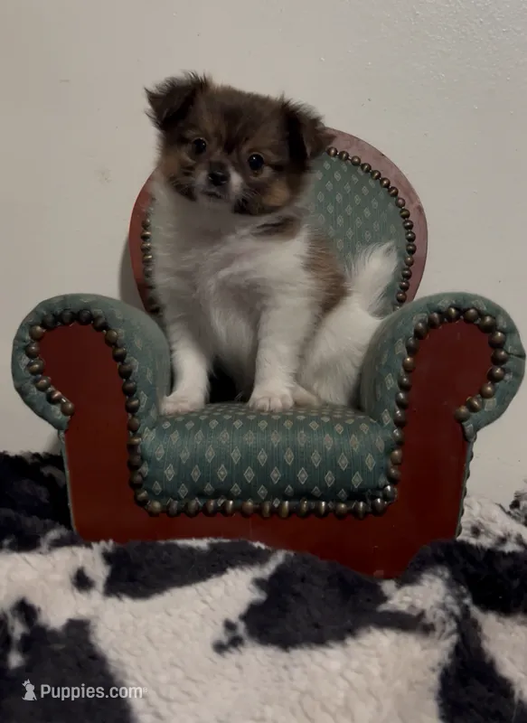 Beau – Pomeranian, Pomchi puppy for sale in Port Charlotte, FL