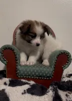 Johnny, a male Pomeranian and Pomchi for sale in Port Charlotte, FL – 5 of 9