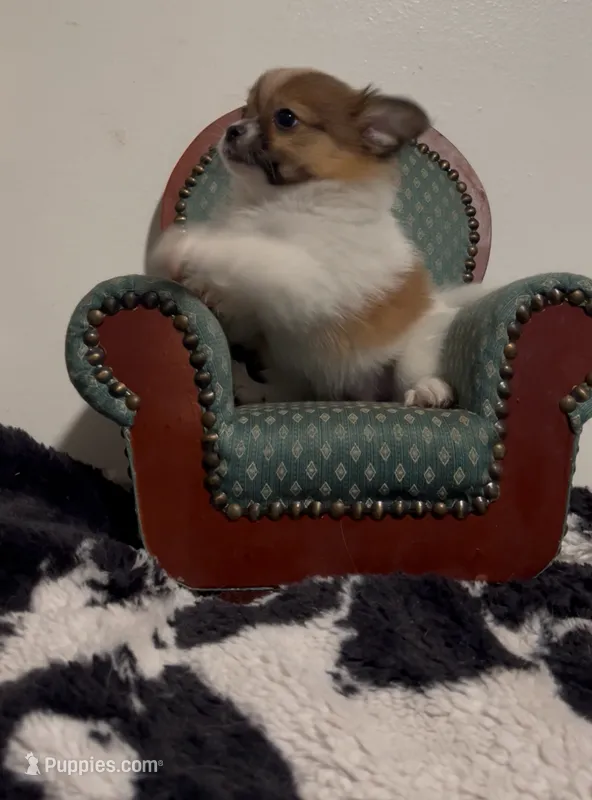 Henrietta – Pomeranian, Pomchi puppy for sale in Port Charlotte, FL