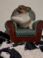 Henrietta, a female Pomeranian and Pomchi for sale in Port Charlotte, FL – 1 of 9