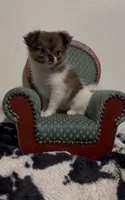 Beau, a male Pomeranian and Pomchi for sale in Port Charlotte, FL – 8 of 8