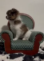 Beau, a male Pomeranian and Pomchi for sale in Port Charlotte, FL – 3 of 8
