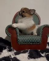 Henrietta, a female Pomeranian and Pomchi for sale in Port Charlotte, FL – 4 of 9