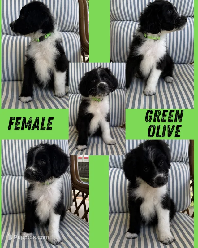 Green Olive – Aussiedoodle puppy for sale in King And Queen Court House, VA