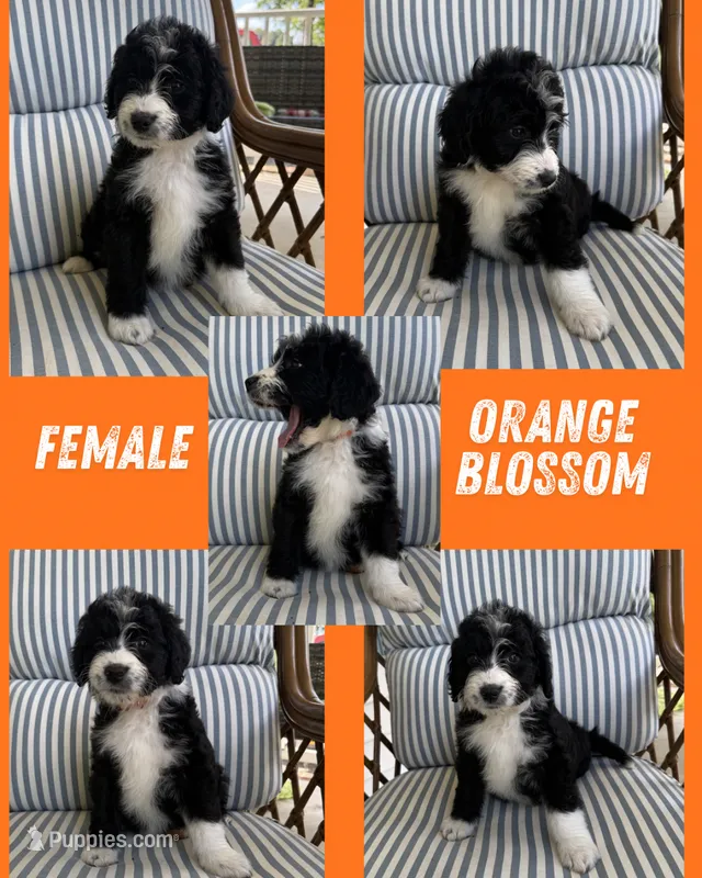 Orange Blossom – Aussiedoodle puppy for sale in King And Queen Court House, VA