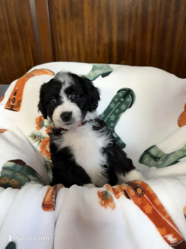 Orange Blossom – Aussiedoodle puppy for sale in King And Queen Court House, VA