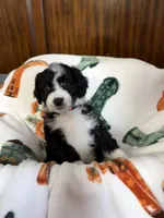 Orange Blossom, a female Aussiedoodle for sale in King And Queen Court House, VA – 1 of 9